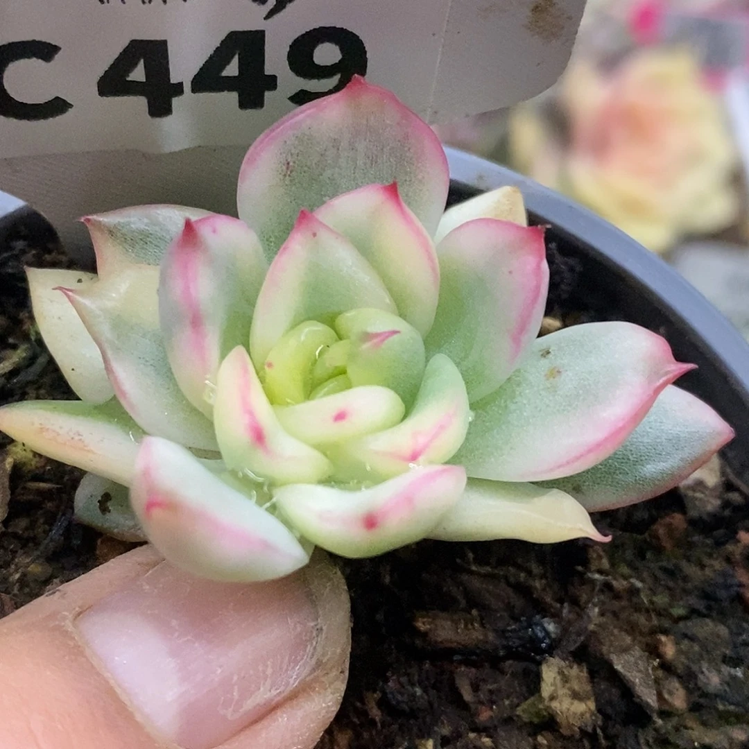 449佛罗哈哈哈哈哈哈