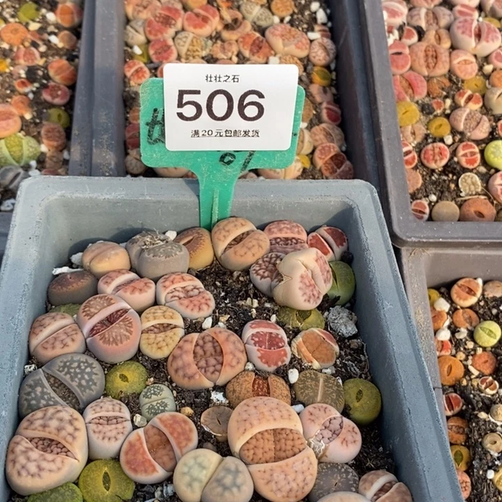 南****虞506生石花小苗长