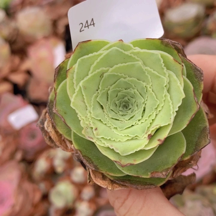 山地玫瑰福利蕾丝244