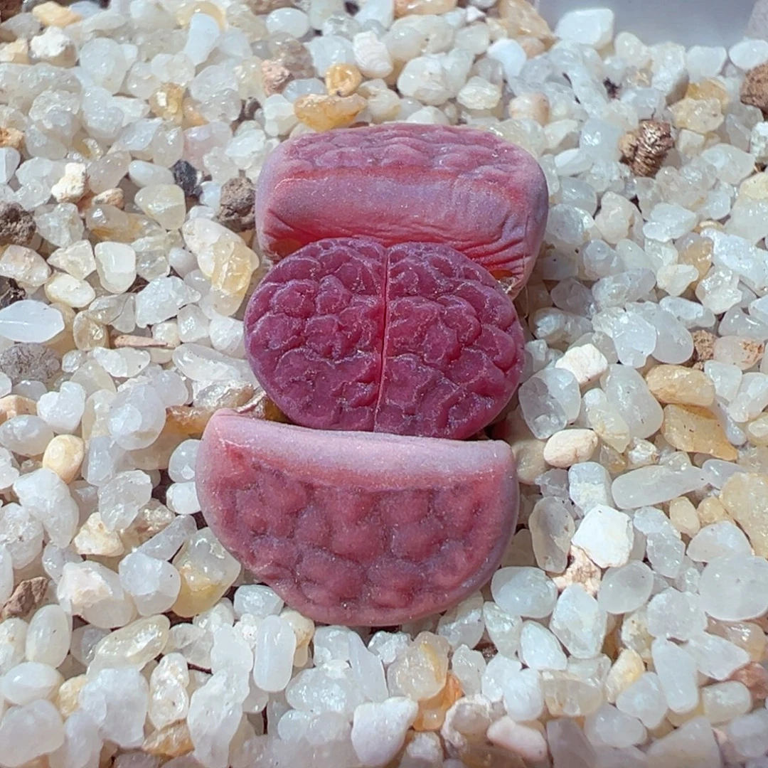 树***莓1228-123多肉多日的