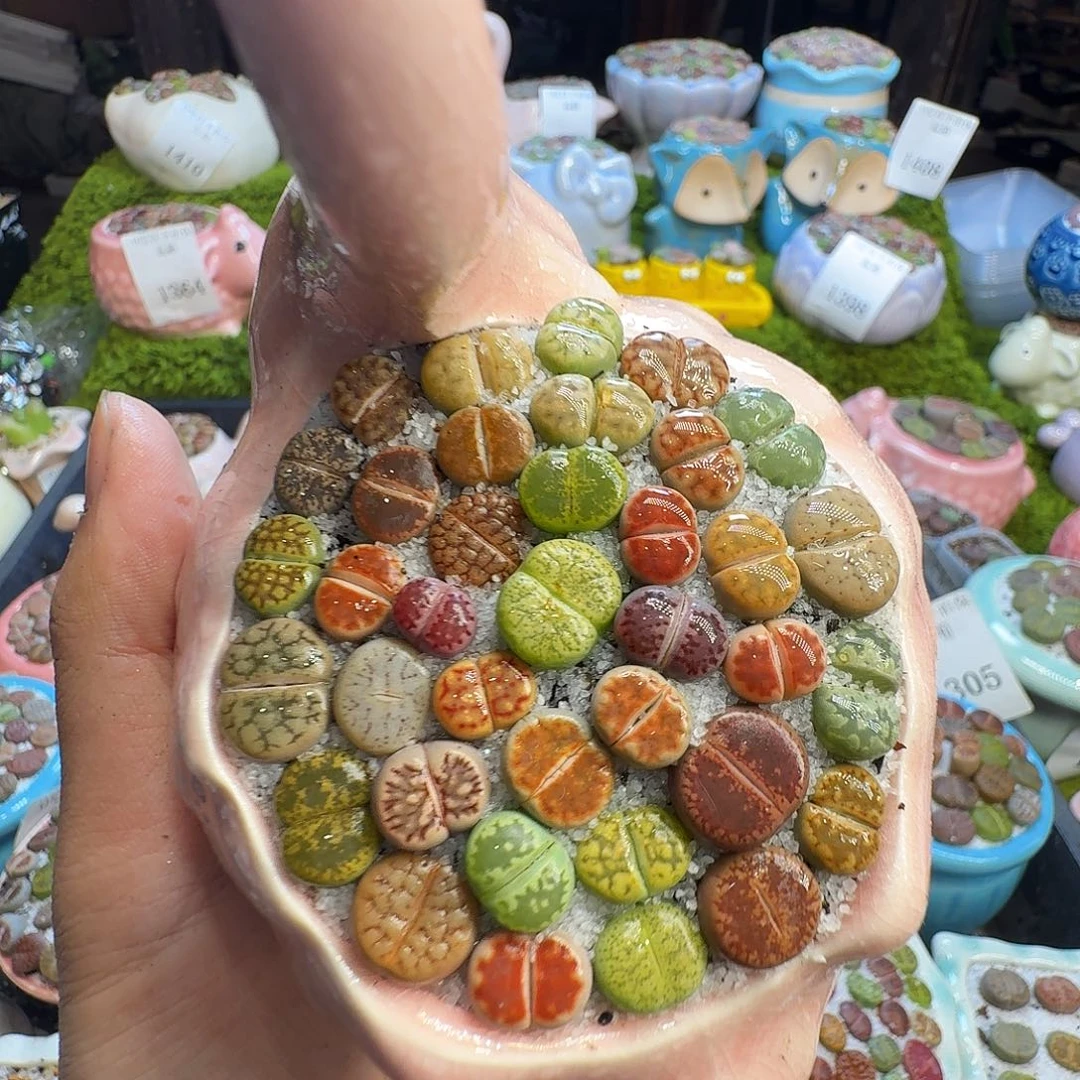 多肉葡萄的味道1328