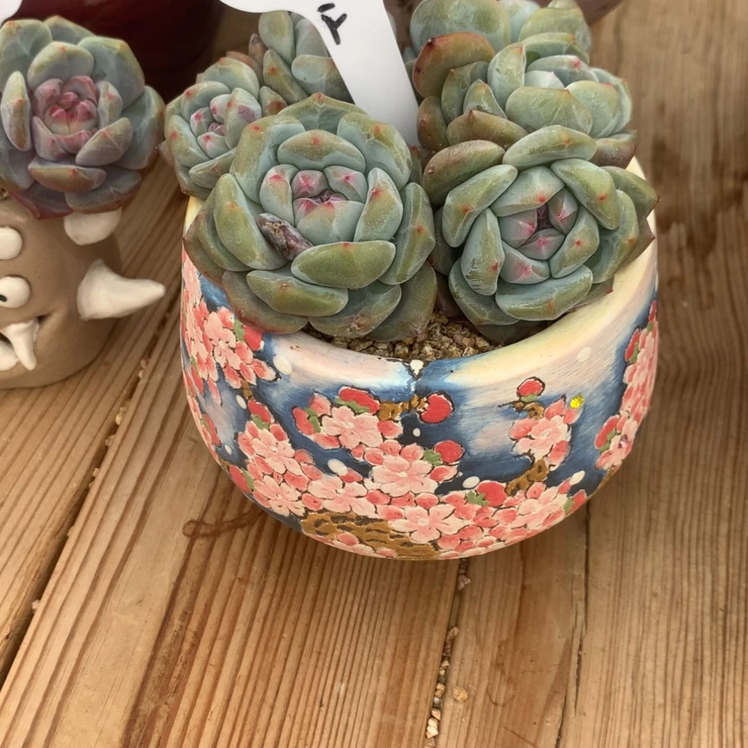 木***友木又突尼斯发货多肉