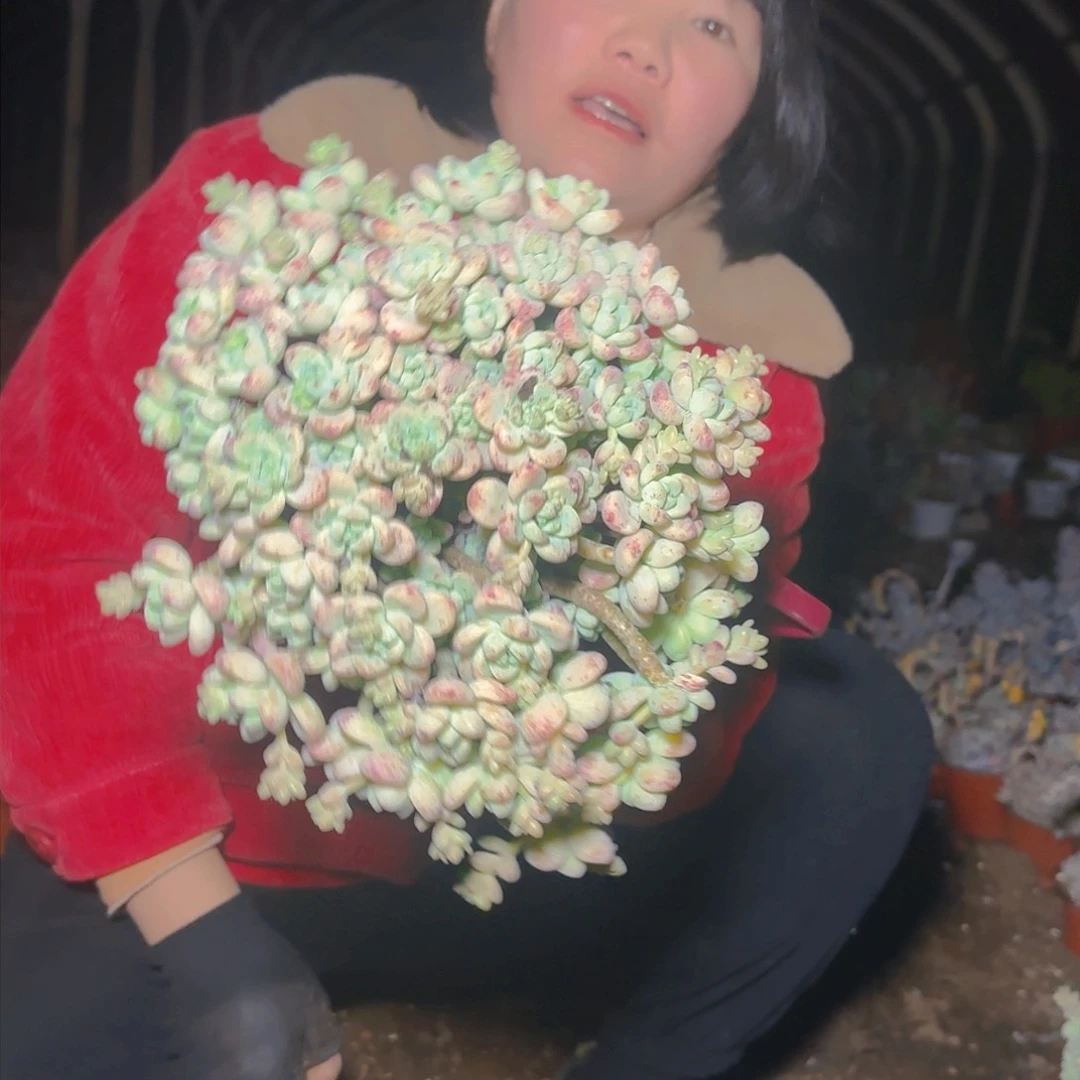 盆栽劳尔多肉多肉