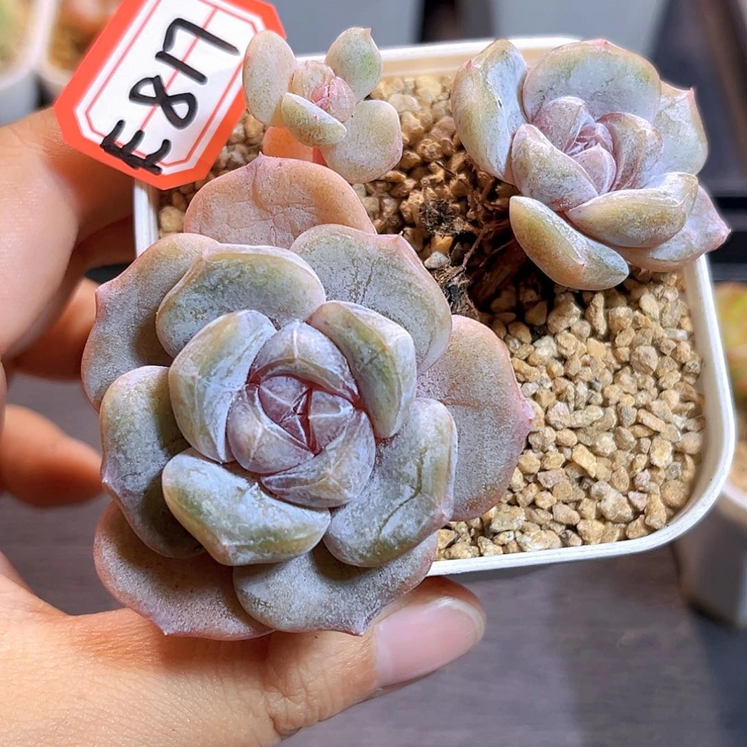 E817一物一拍 汉堡