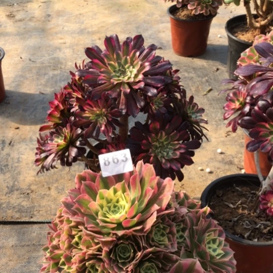 法师多肉植物唯*法师863