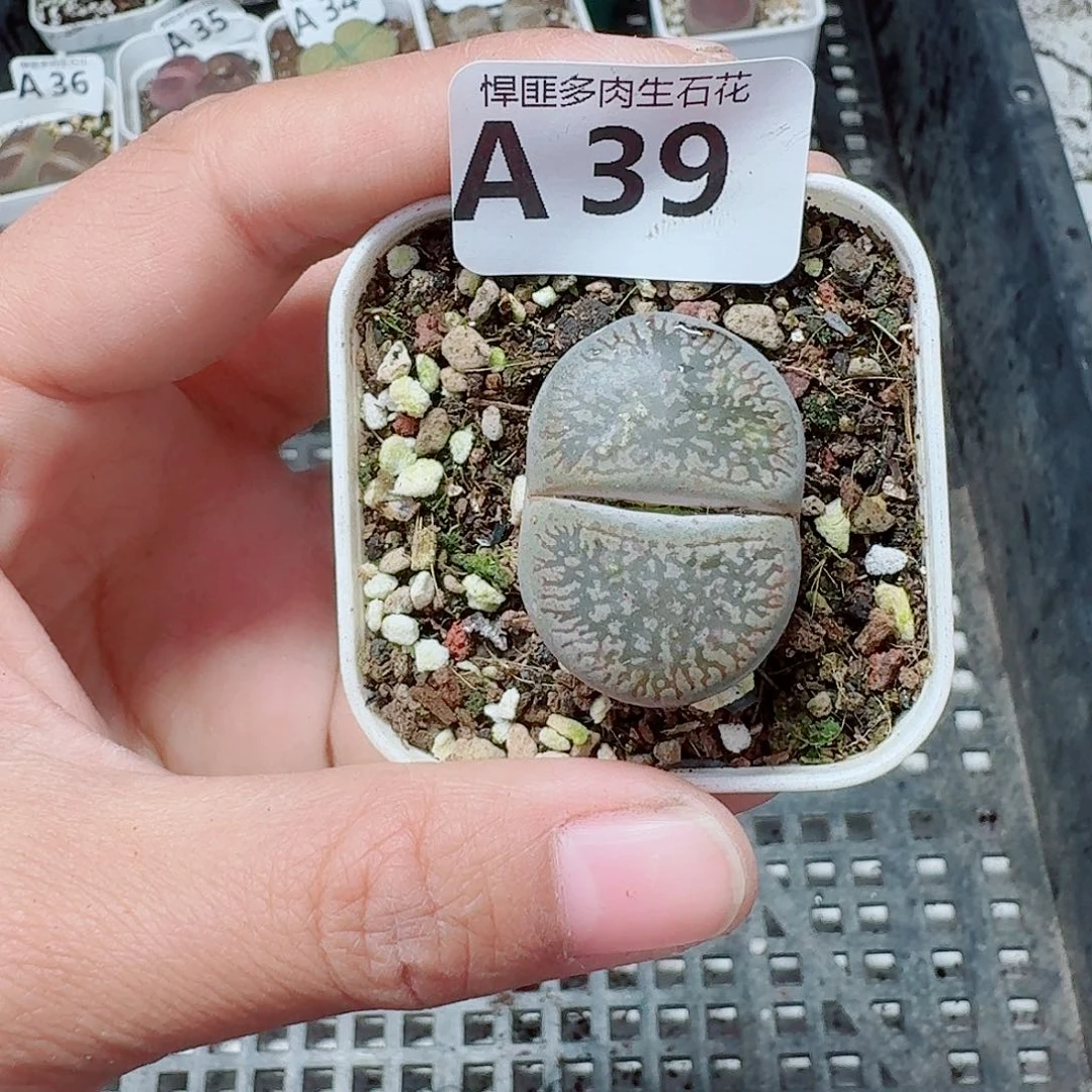 39多肉植物多肉植物