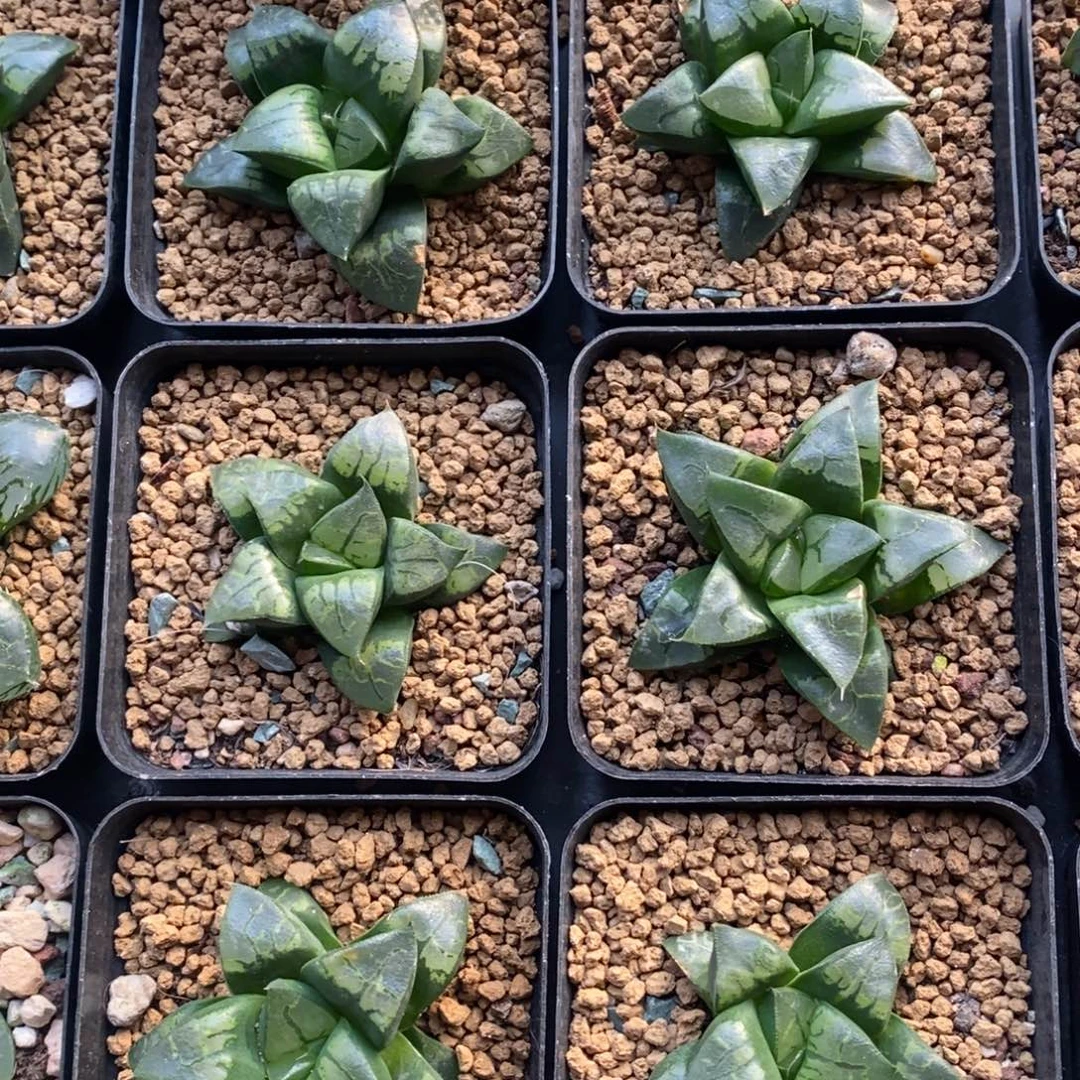 一颗实生假面 高货