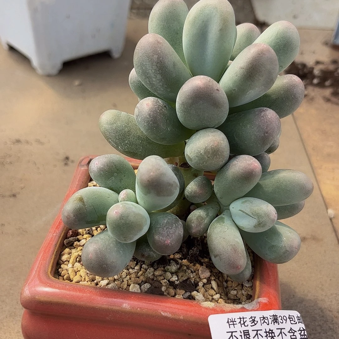 530-米可奶多肉9cm
