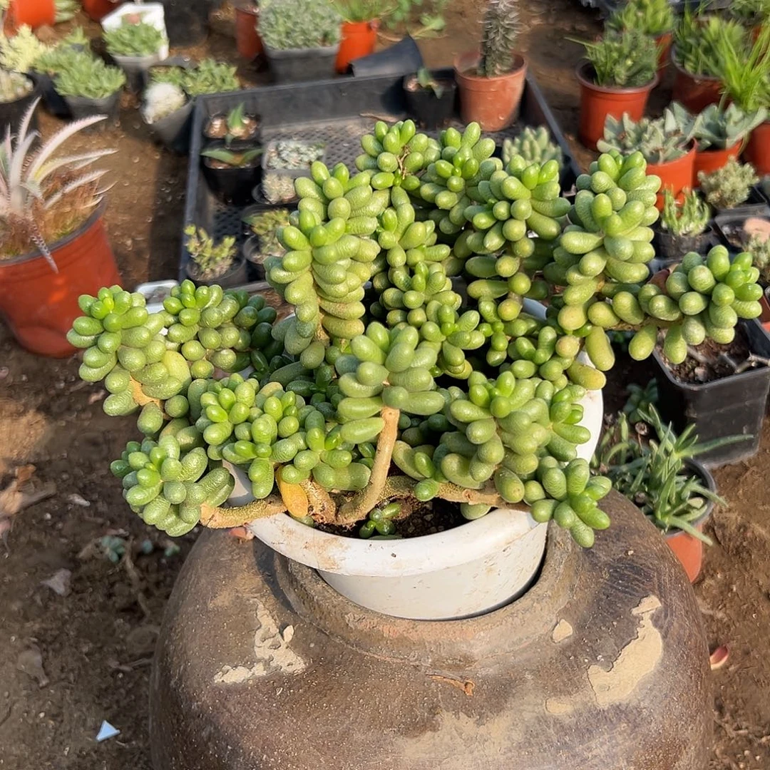 多肉植物绿龟卵群