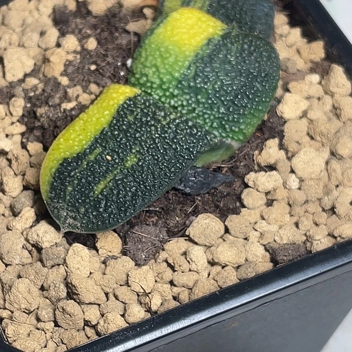 卧牛锦一物一拍3号