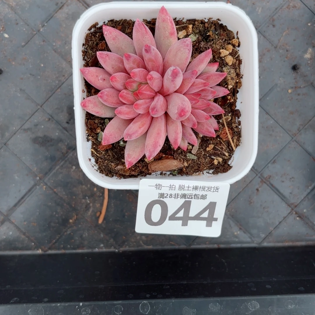 好***莲金鱼姬无盆土发货