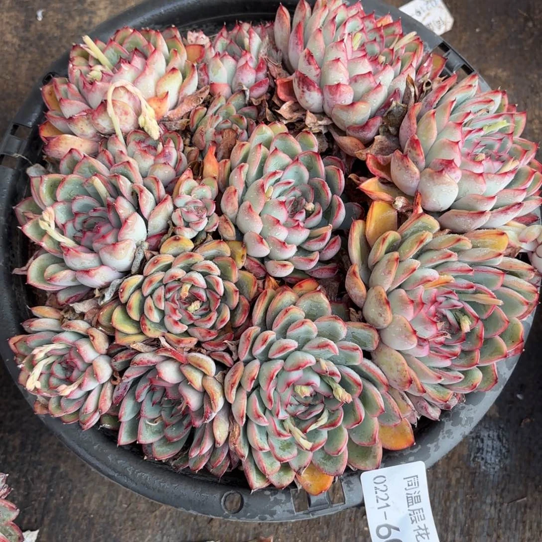 同温层多肉60荷花