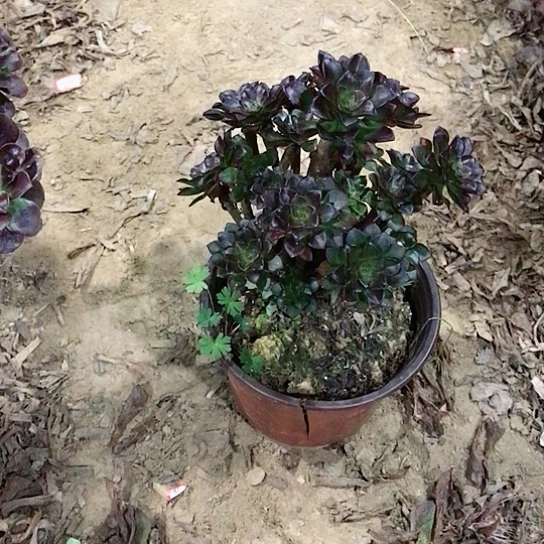 清***蓉黑法小朵朵多肉植物4