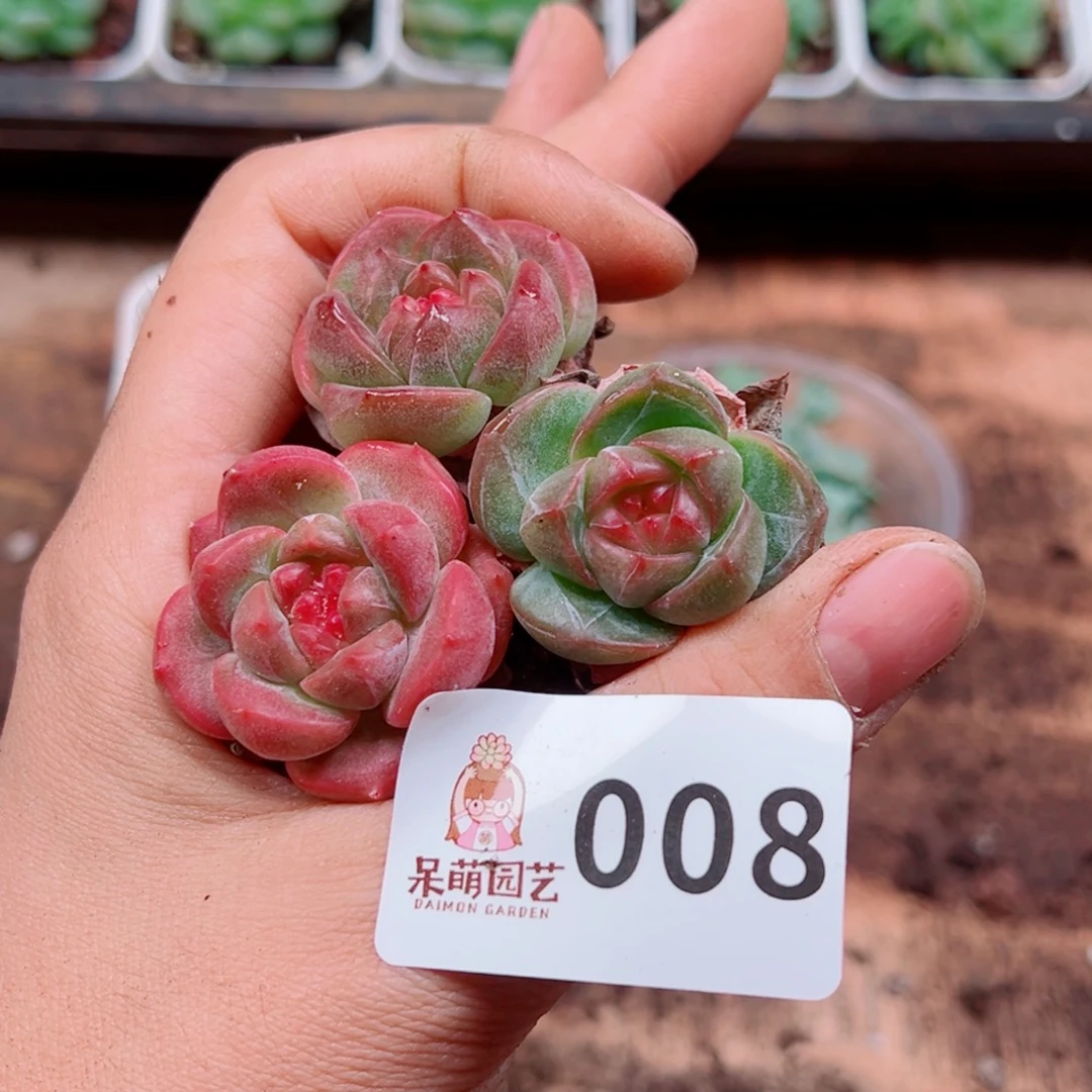 多肉植物多肉植物