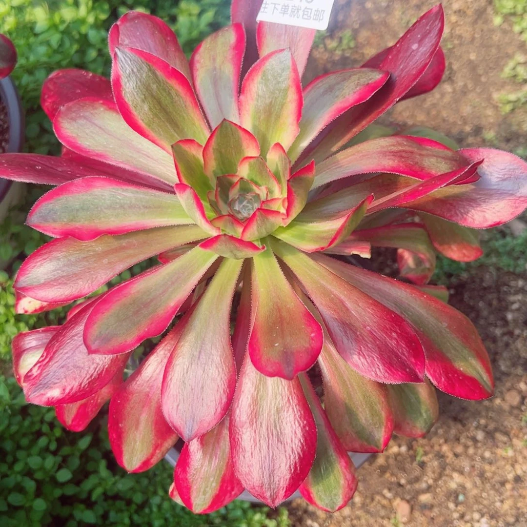 巫毒白多肉植物243