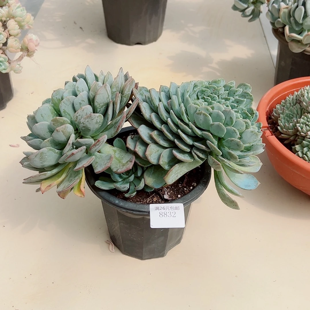平****8832玛瑙多肉植物