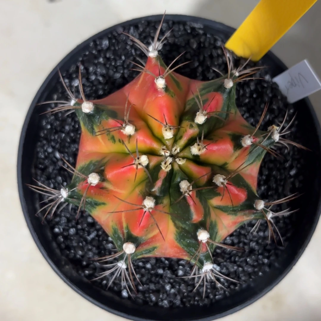 L567-1218泰国发货