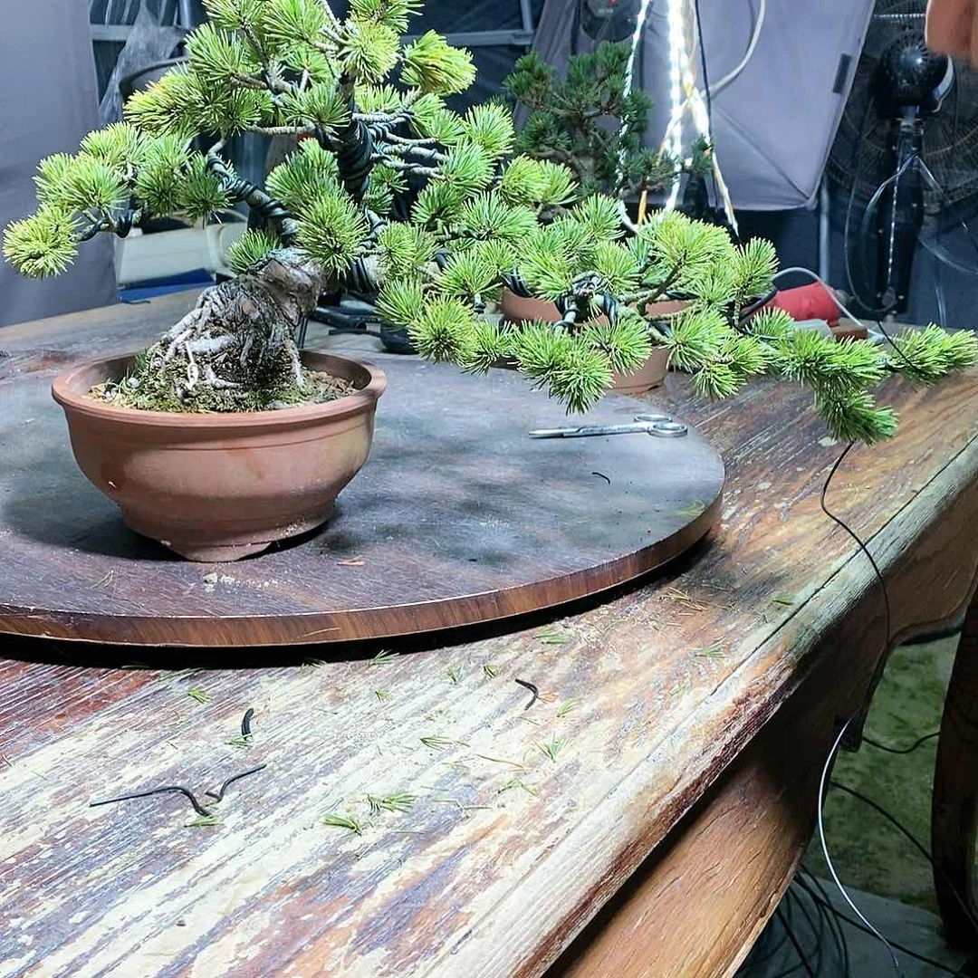 【闪购商品】无花朵