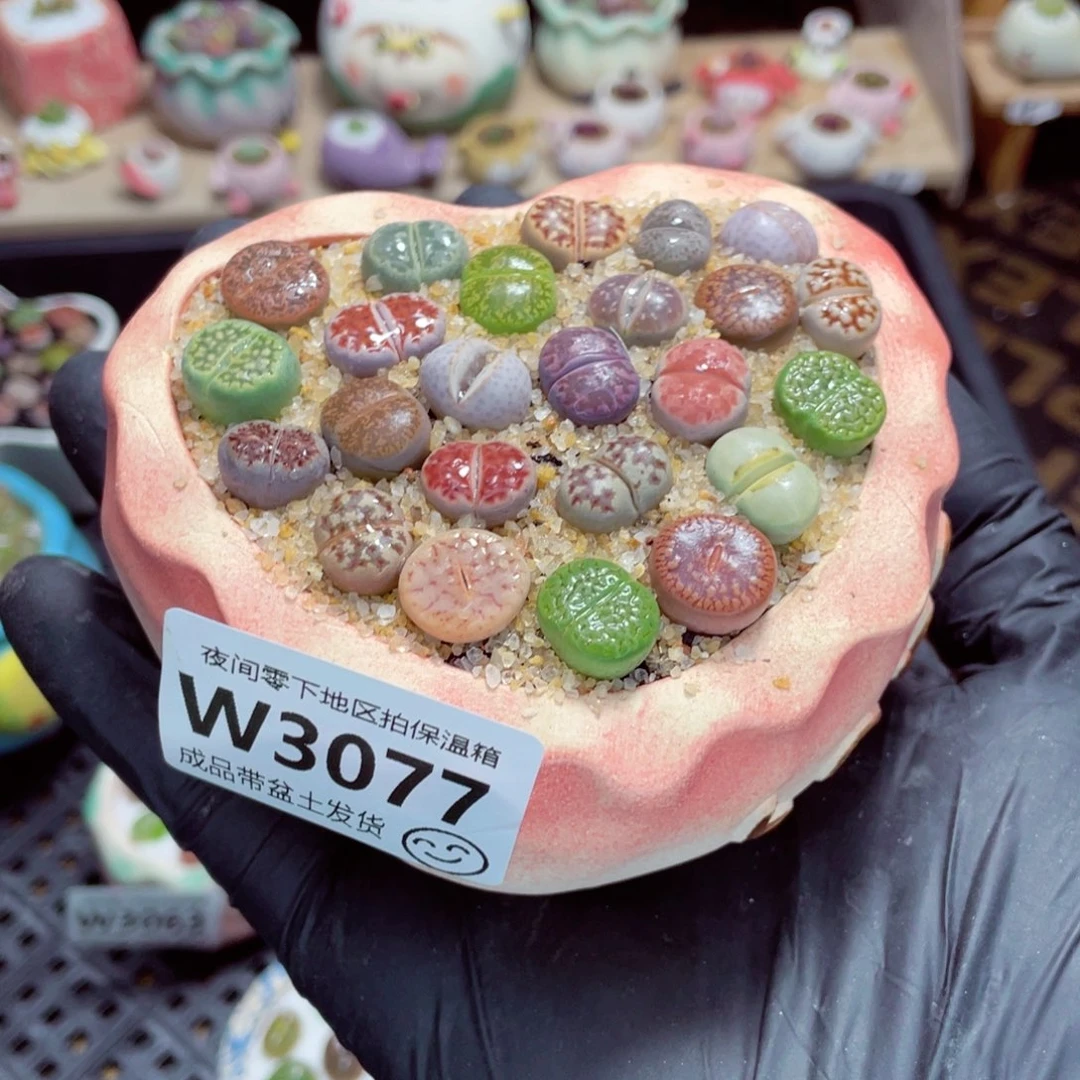 夜间零下地区拍保温箱w3077