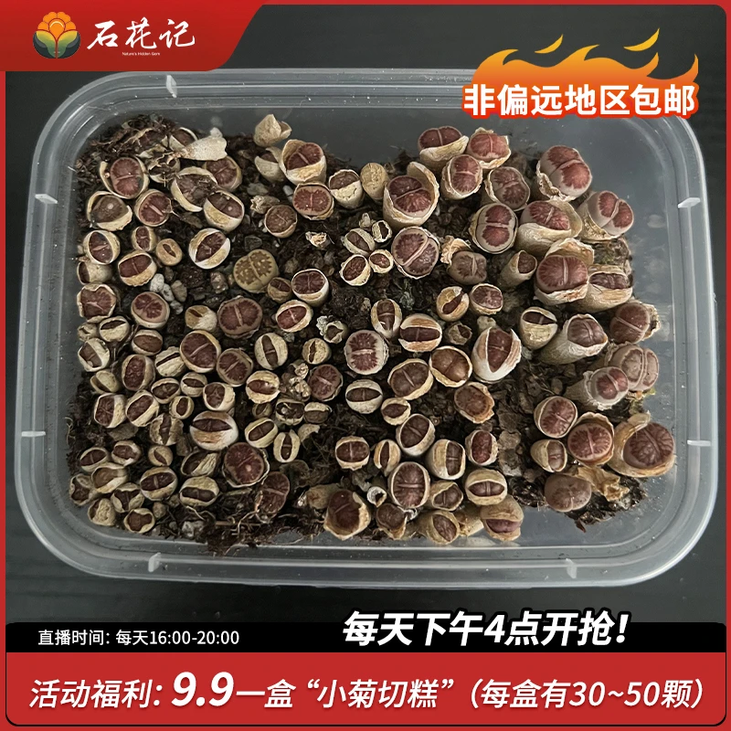 福利来袭：小菊切糕一盒生石花多肉植物盆栽阳台净化空气必有精品
