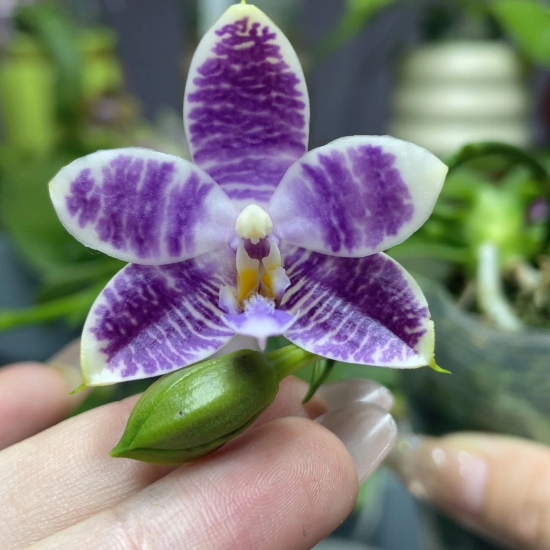 当前无花栽培后可以开花