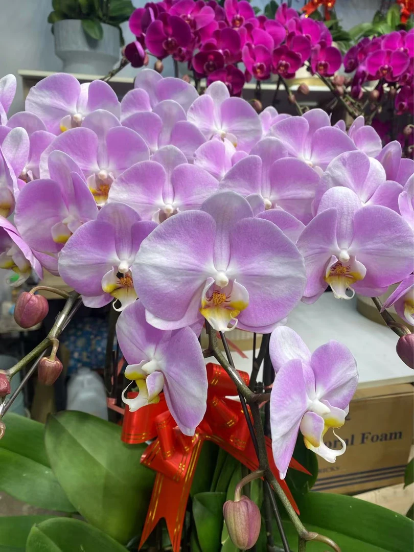 蝴蝶兰2025年宵花蝴蝶兰家养