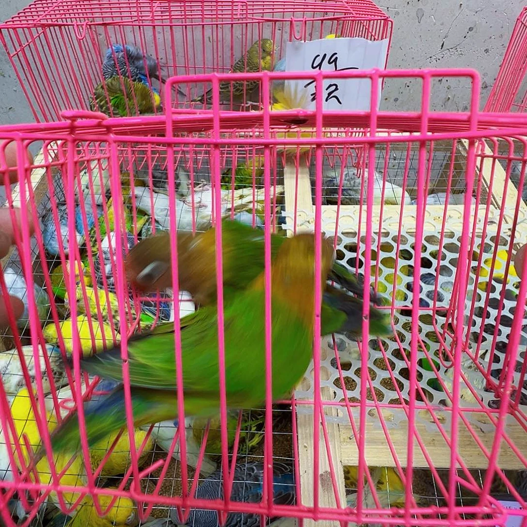 桃脸牡丹鹦鹉少毛少个指甲