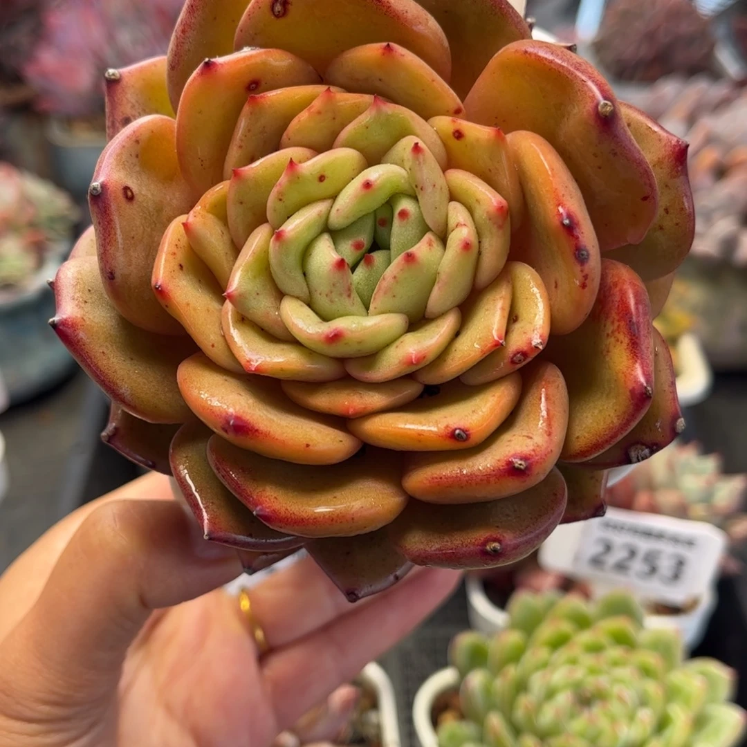 2254 满30包邮，天冷地区必拍保温箱