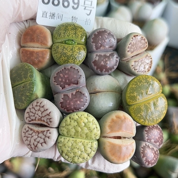 8869 好养易活生石花大母本12个