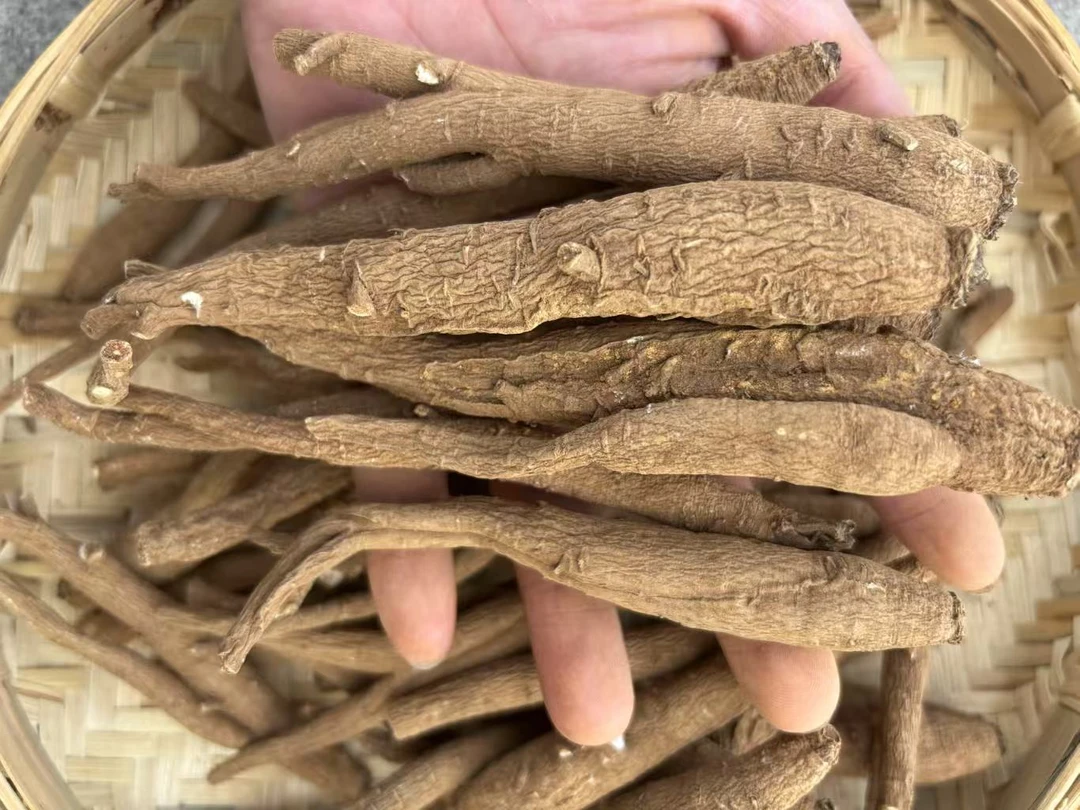 (藏区马尾当归)天然，煲汤，煮水