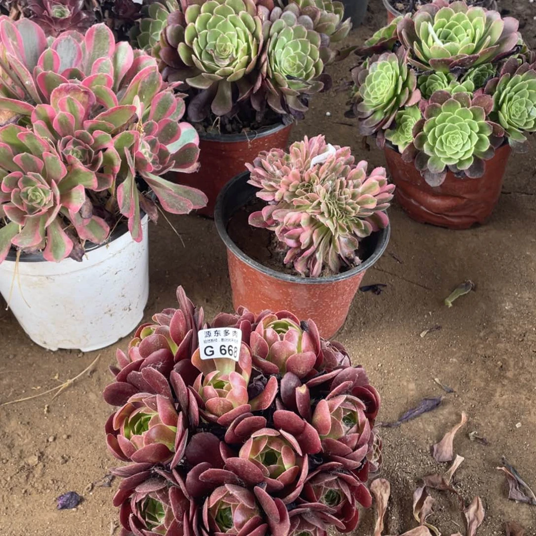 668黑美人多肉法师断枝不包