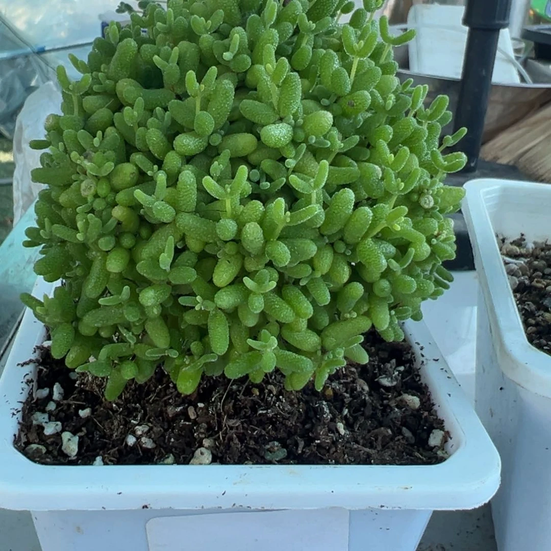 涵*露养蜜橘带盆带土发