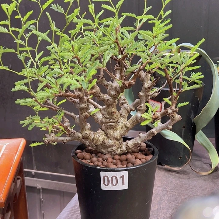 001念珠苏木开播福利8888888