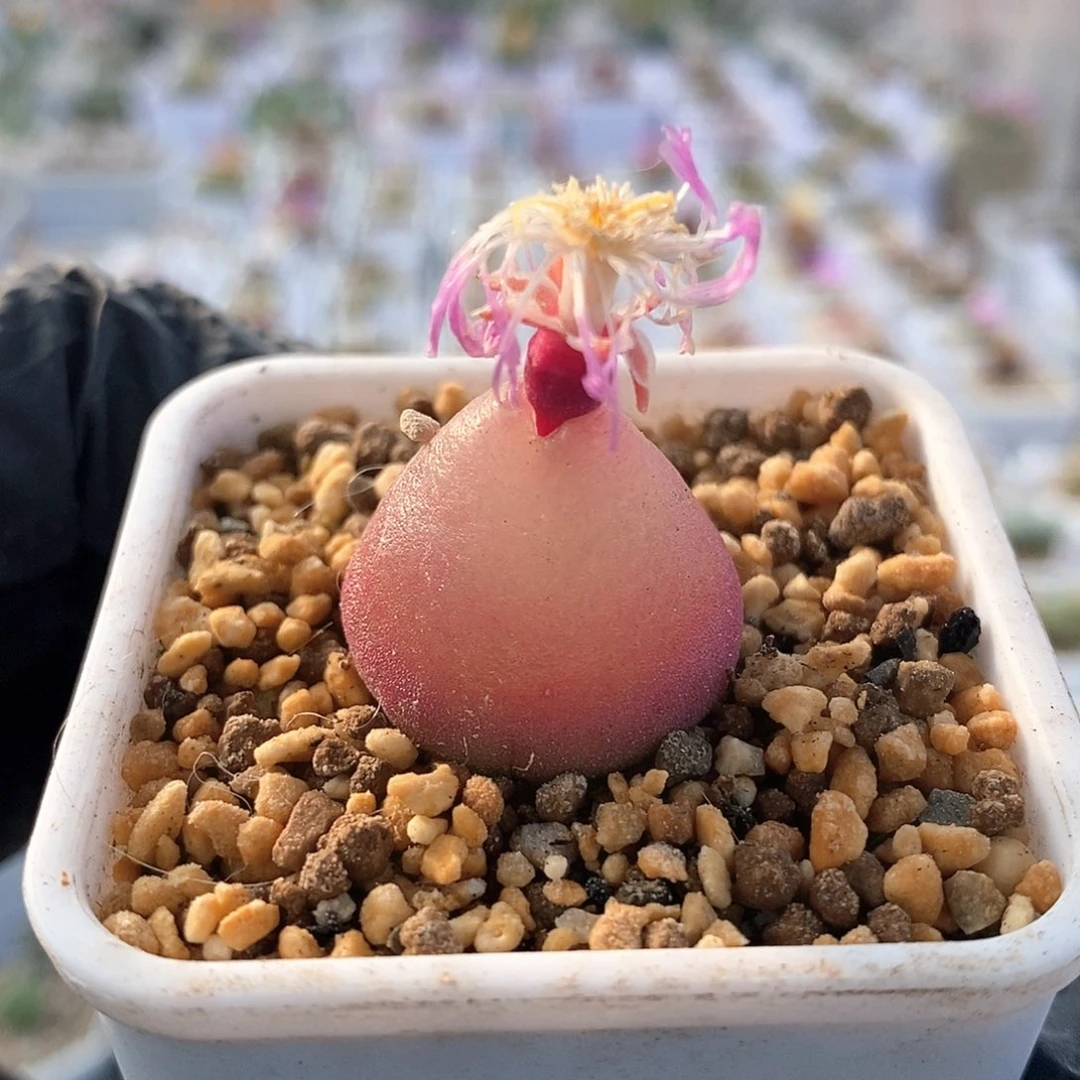 一物一拍灯泡母本尺寸2.4
