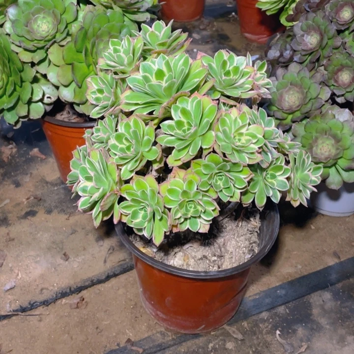 127大叶玫瑰法师多肉断枝不售后