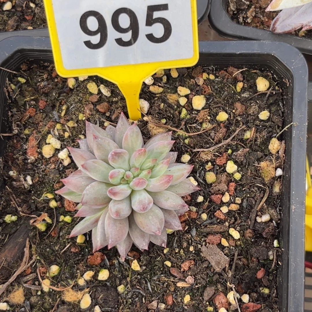 多肉植物虞美人缀995