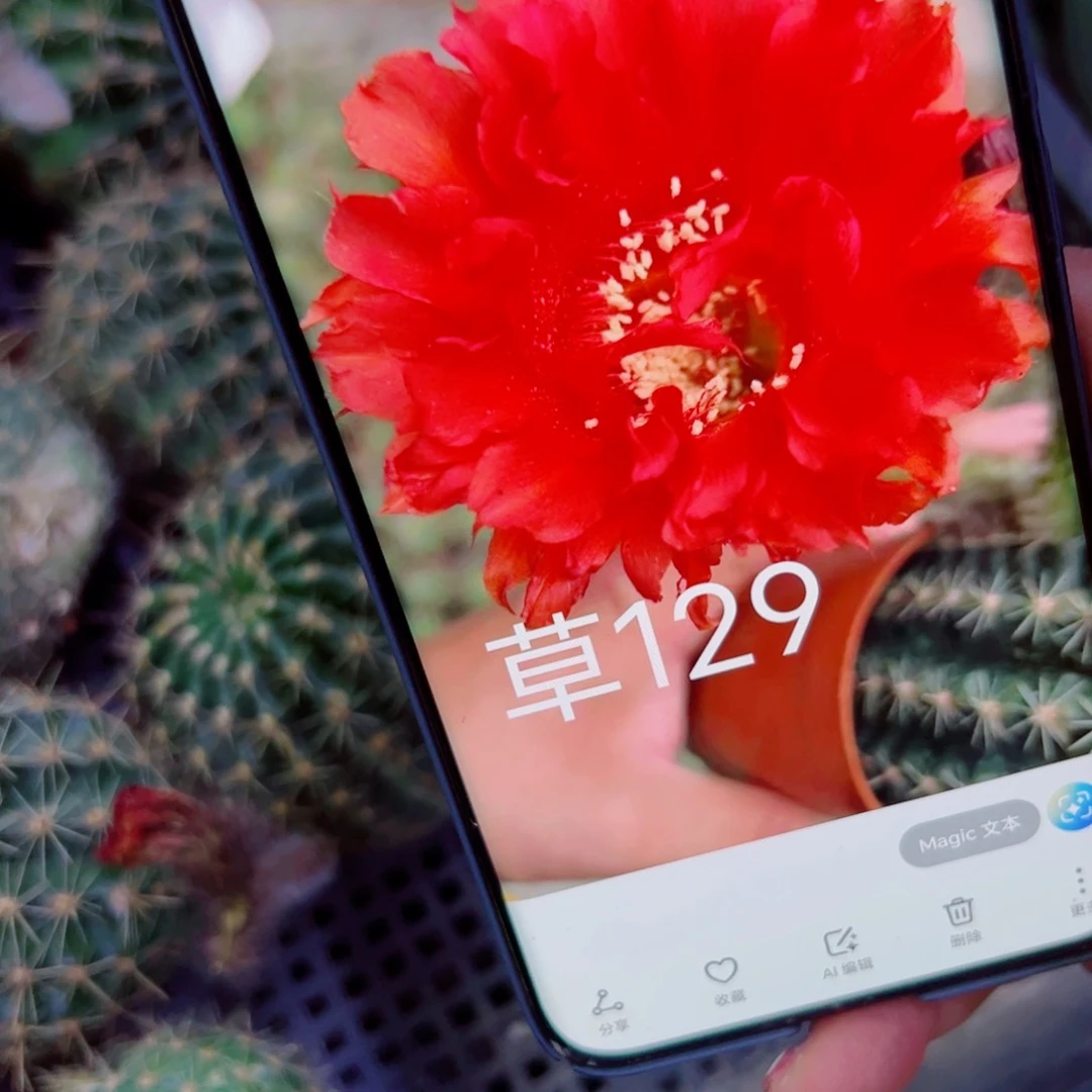 下15彩草129 歪无根侧芽4公分左右20包邮