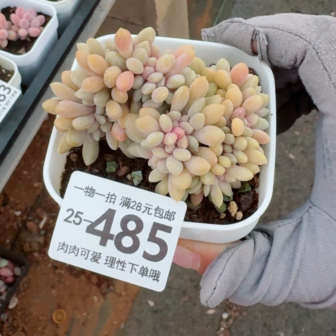 醉美人缀化无盆土发货无盆