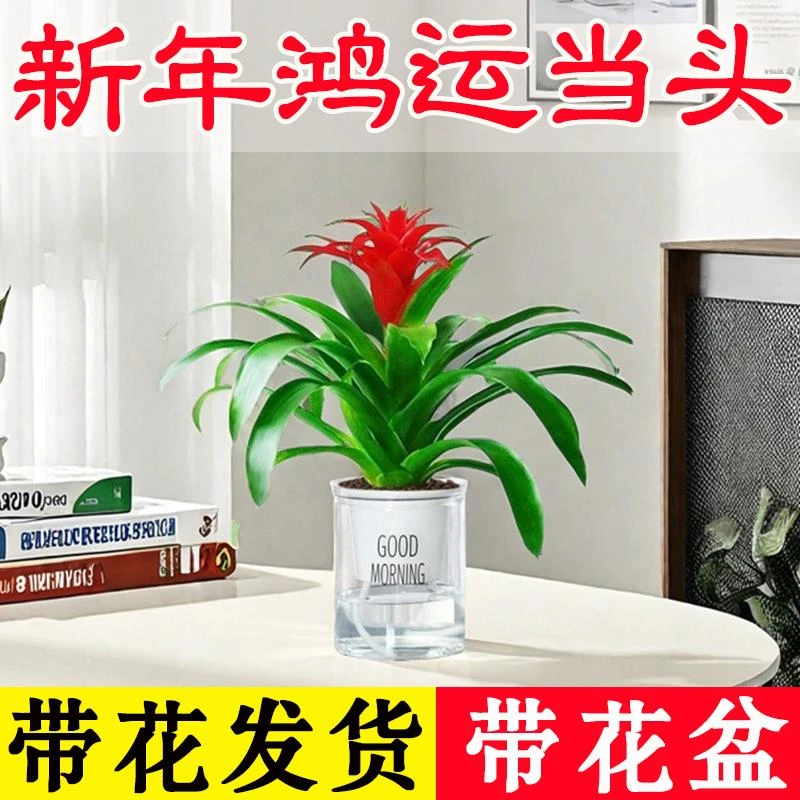 【带花发货新年鸿运当头】鸿运当头盆栽植物室内绿植客厅红星花卉