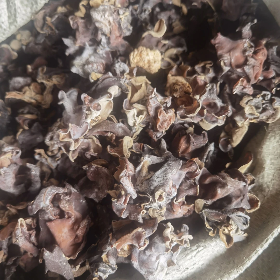 白背毛木耳500g脆爽木耳火锅毛木耳大木耳干货大木耳1斤散装