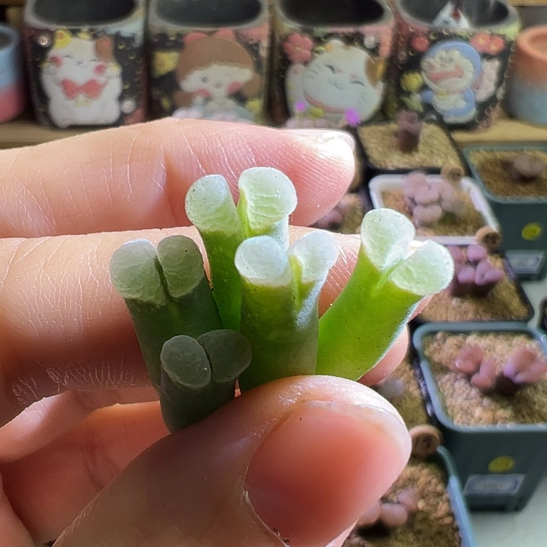 佛度。     一点点。