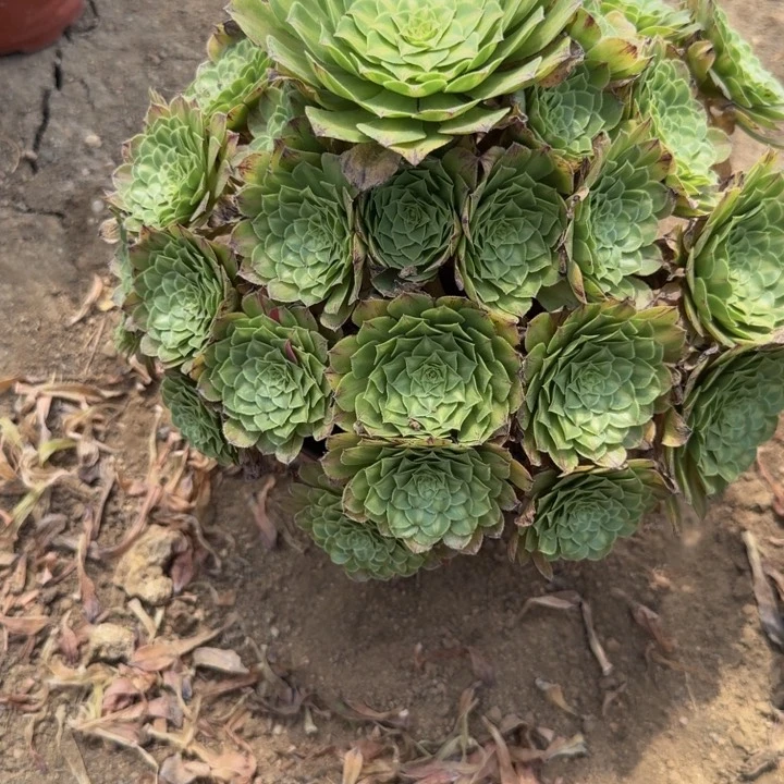 231绿知否 多肉植物