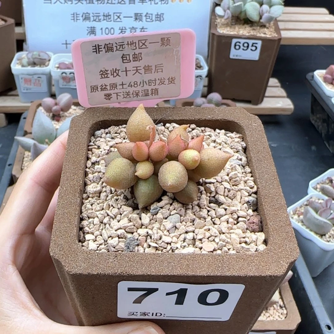 710小辣椒多肉植物