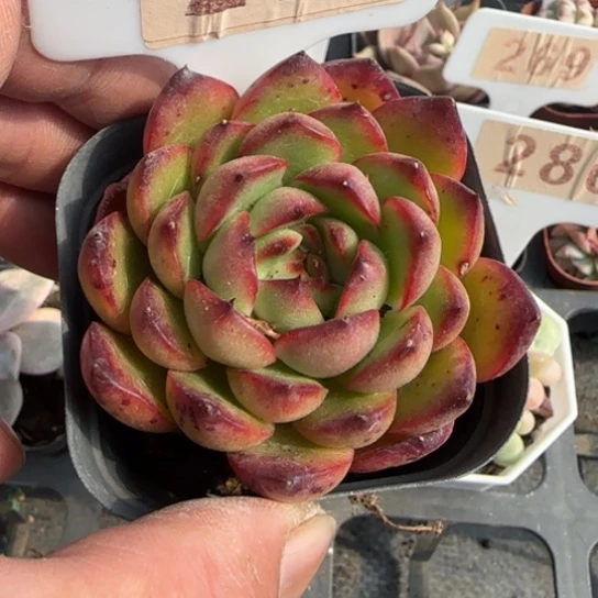 275保利安娜一物一拍多肉