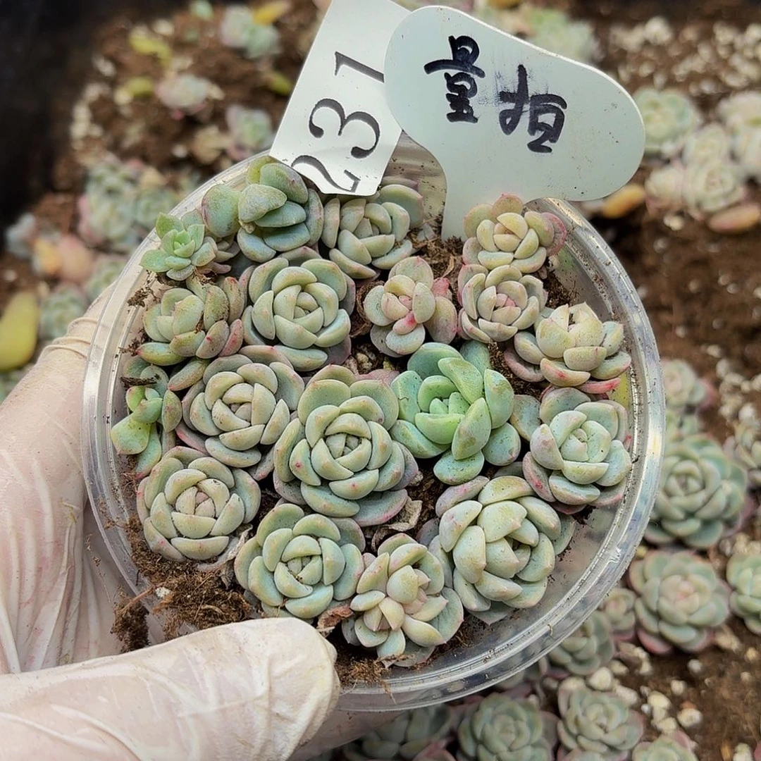 多肉植物多肉植物231量拍