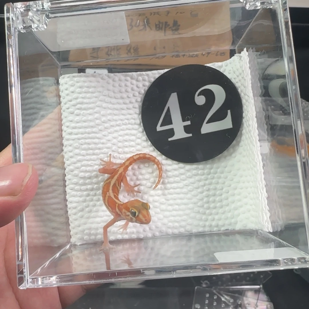 豹纹守宫黄化变异豹猫一只