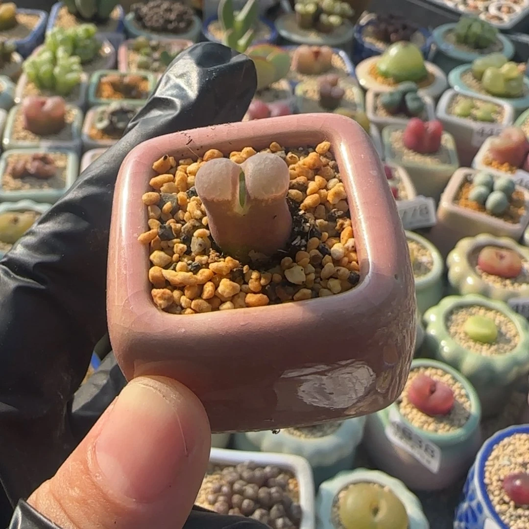 4861--一物一拍 带盆