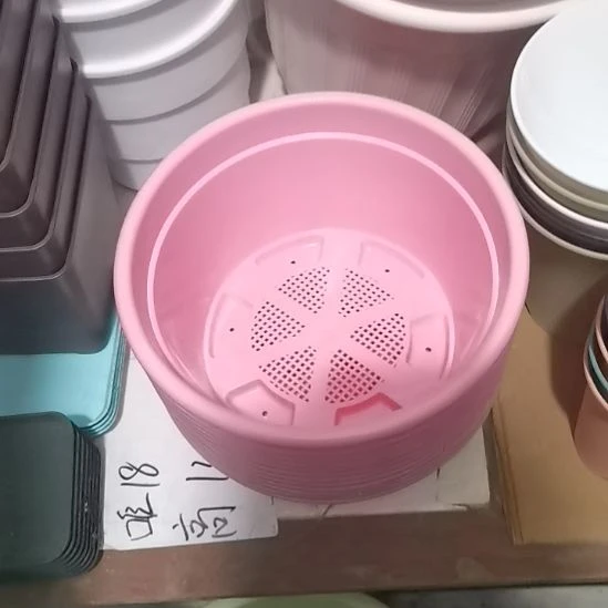 22口矮胖老桩3个盆