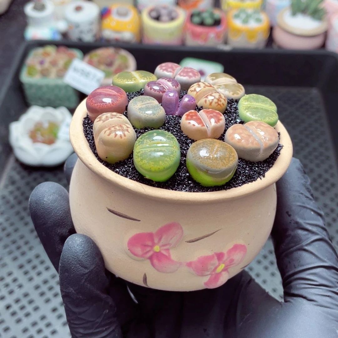 w9877--带盆土发货，零下地区拍保温箱