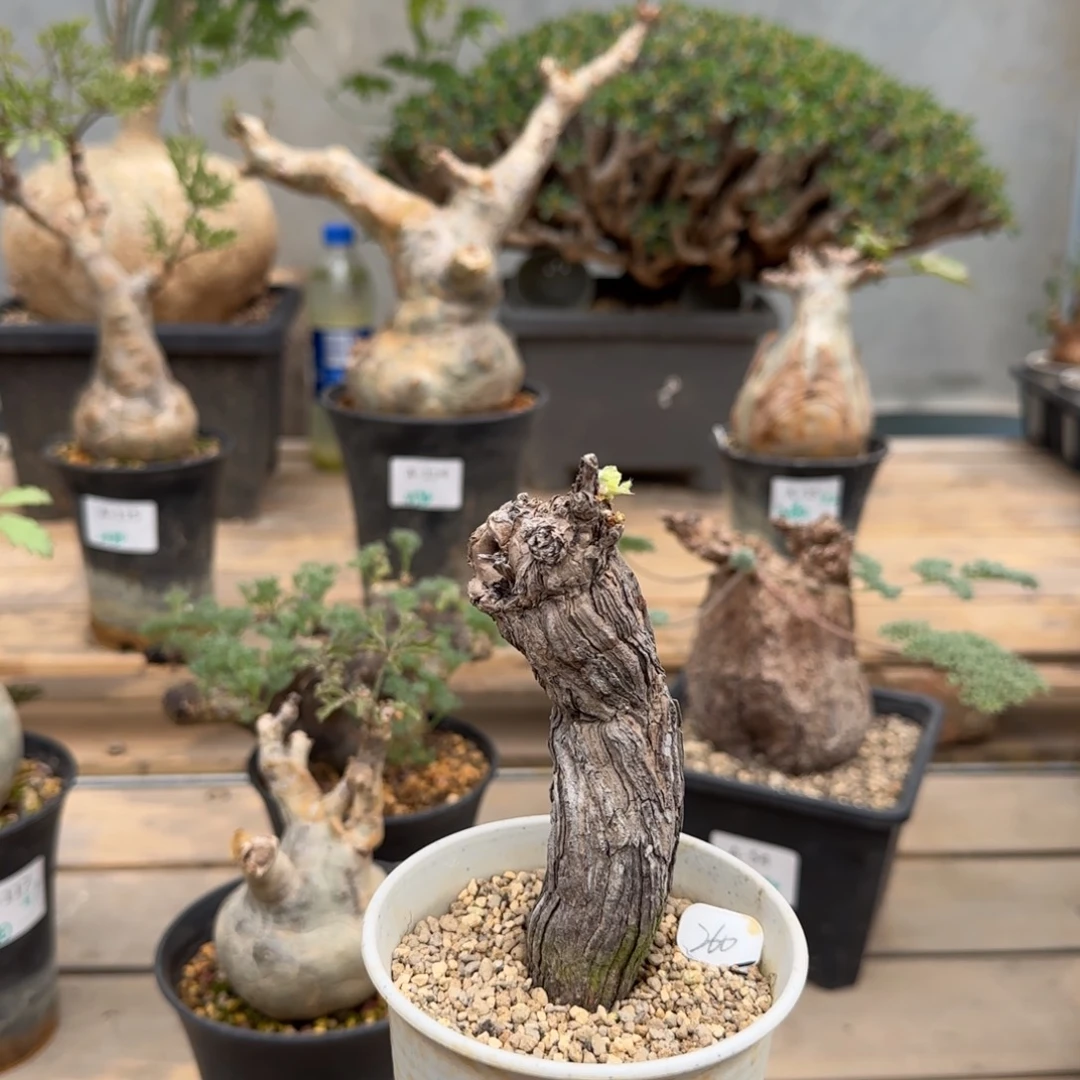 754枯木洋葵块根植物